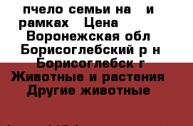 пчело семьи на 6 и 8 рамках › Цена ­ 4 000 - Воронежская обл., Борисоглебский р-н, Борисоглебск г. Животные и растения » Другие животные   